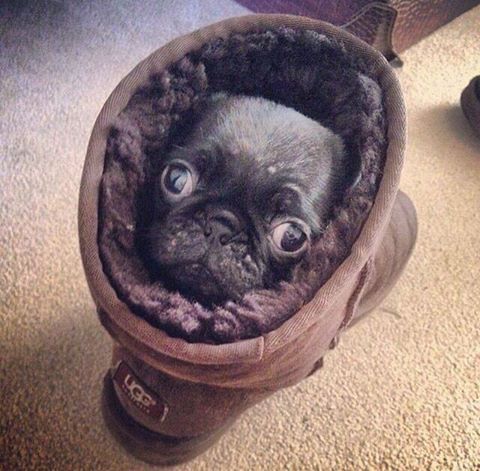 pugg in an ugg