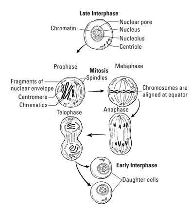 mitosis cheat sheet