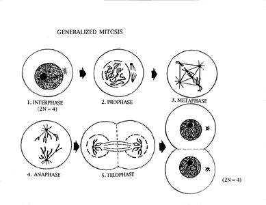 General mitosis