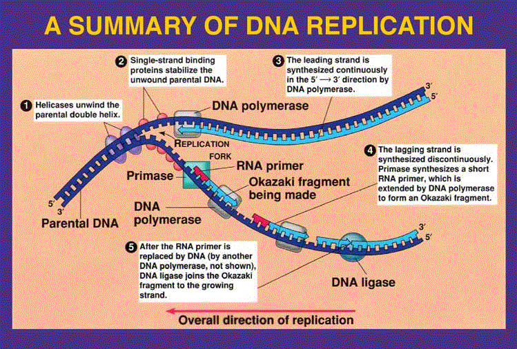 DNA replication