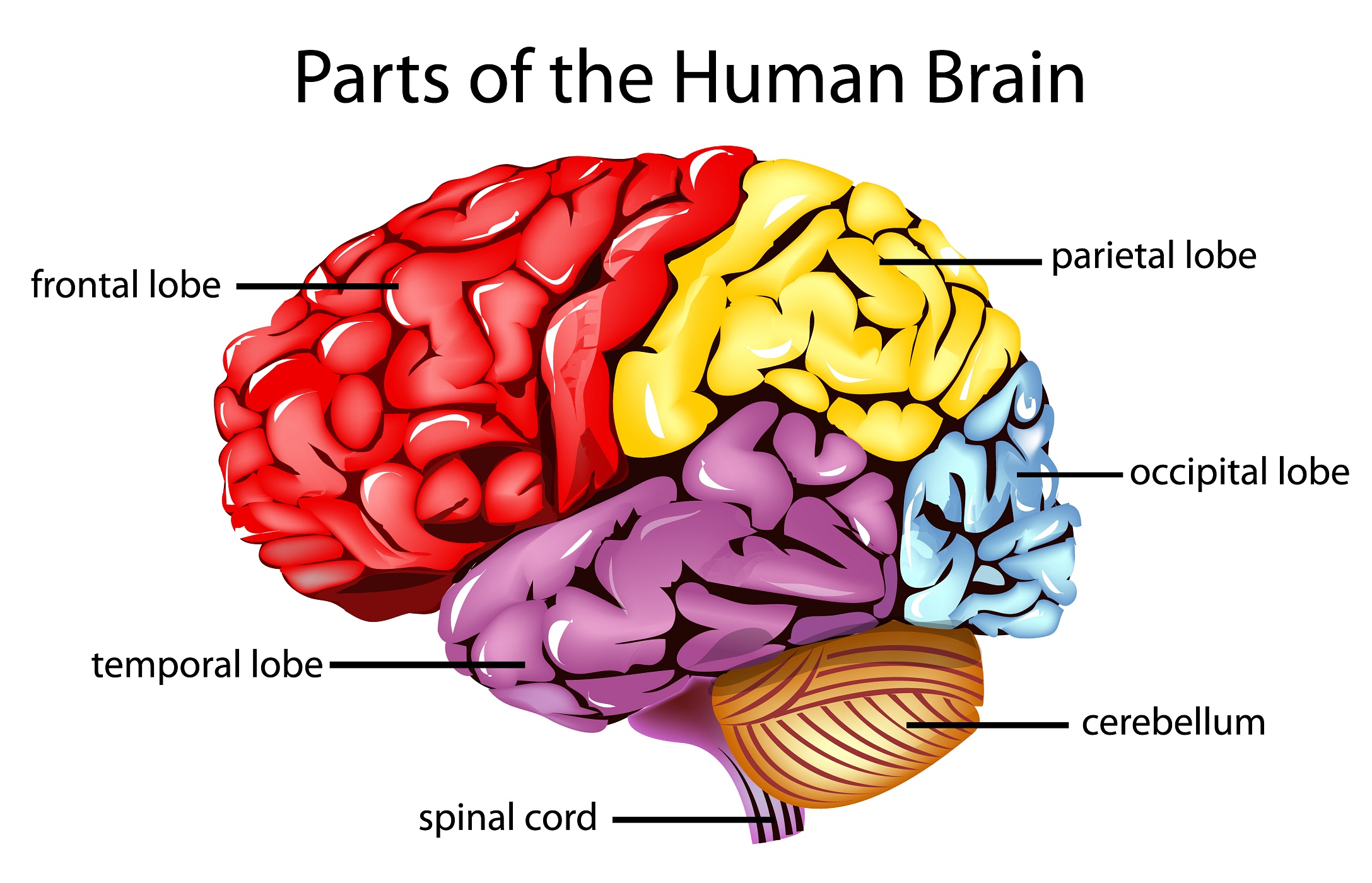 Basic brain diagram