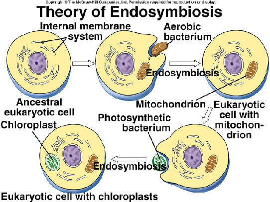 Theory of Endosymbiosis