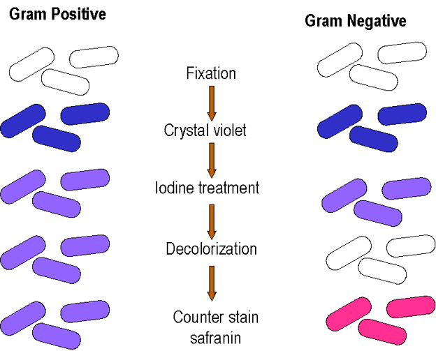 Gram + or Gram -