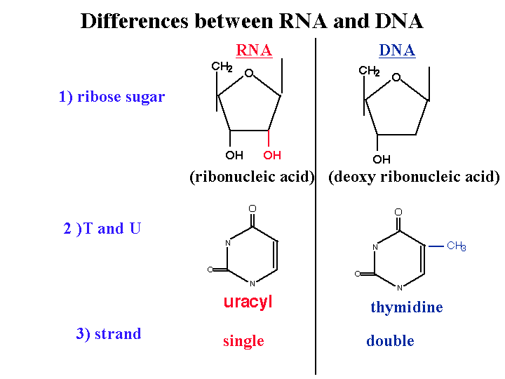 Differences between Deoxyribonucleic Acid and RNA