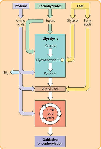 The catabolism of various molecules from food.