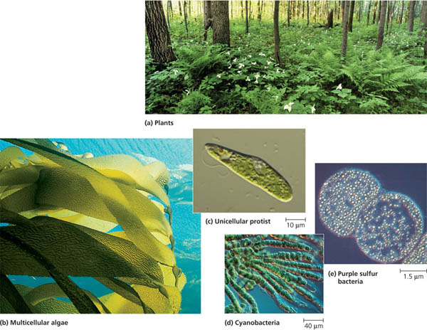 Photoautotrophs