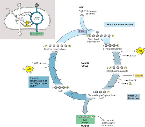 The Calvin cycle.