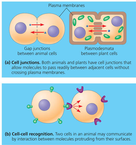 Communication by direct contact between cells.