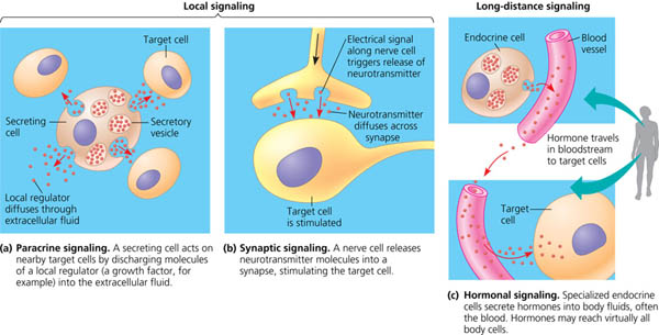 Local and longÃƒÂ¢Ã¢â€šÂ¬Ã¢â‚¬Å“distance cell communication in animals.