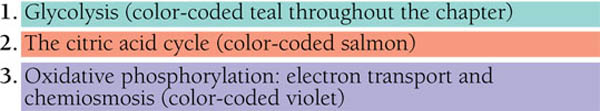 The Stages of Cellular Respiration