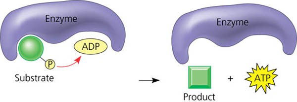 SubstrateÃƒÂ¢Ã¢â€šÂ¬Ã¢â‚¬Å“level phosphorylation.