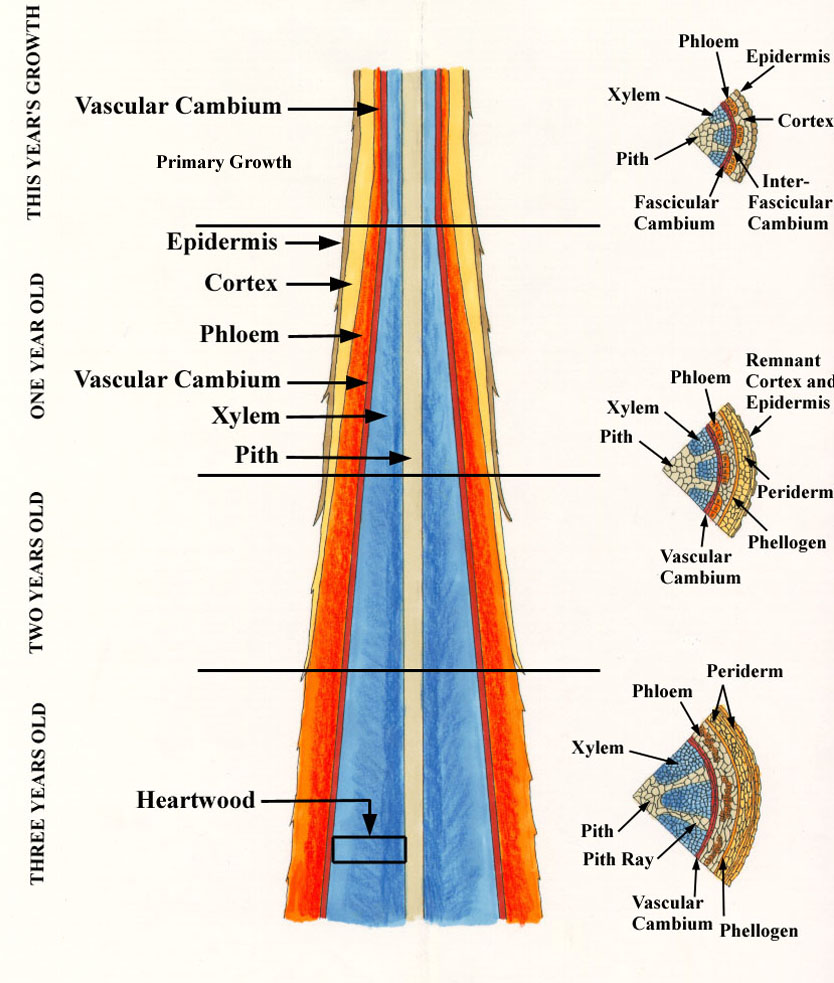 Growth of Woody Stem