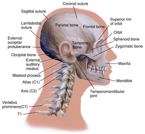 Bones of the Face and Skull (Lateral View)