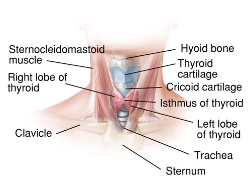 Structures of the Thyroid Gland