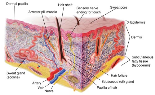 Structures of the Skin