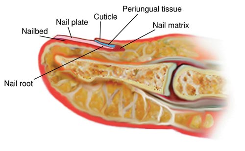 Structures of the Nail