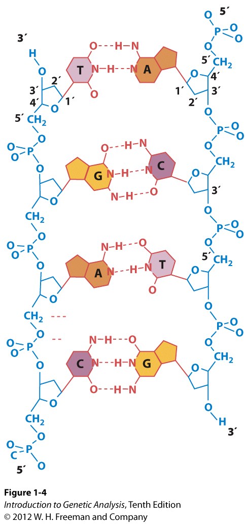 Complementary base pairing