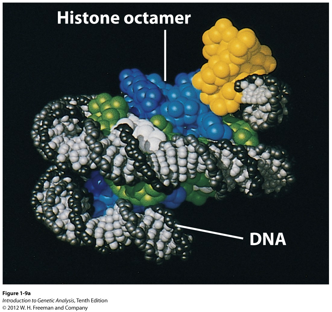 Chromosomal DNA is wrapped around histones