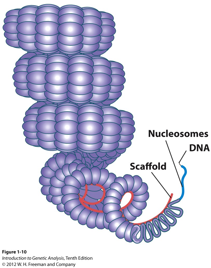 Chromosomal condensation by further coiling