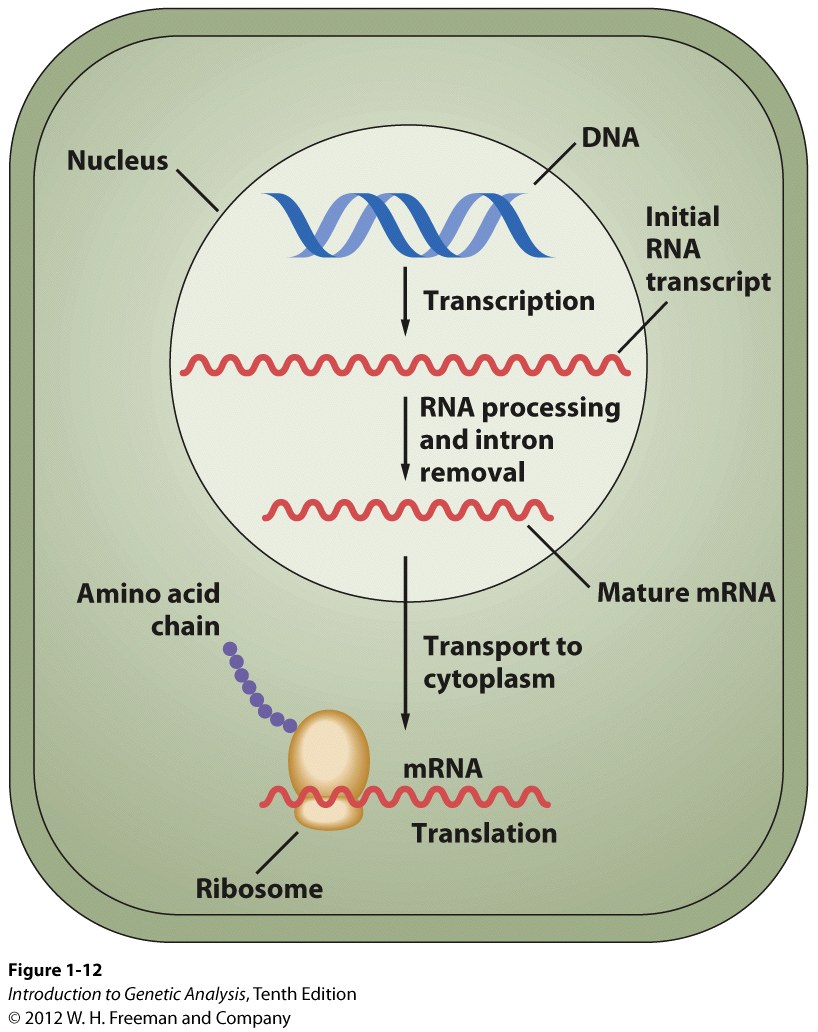 Transcription and translation in a eukaryote