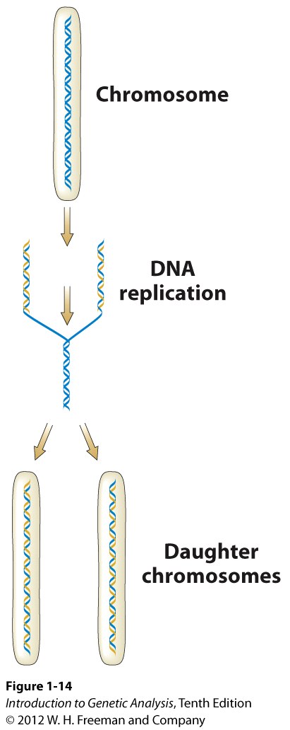 One DNA double helix becomes two