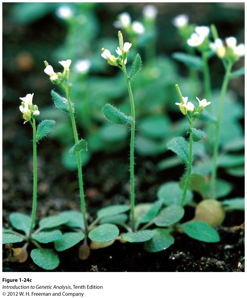 Some organisms used as models in genetic research