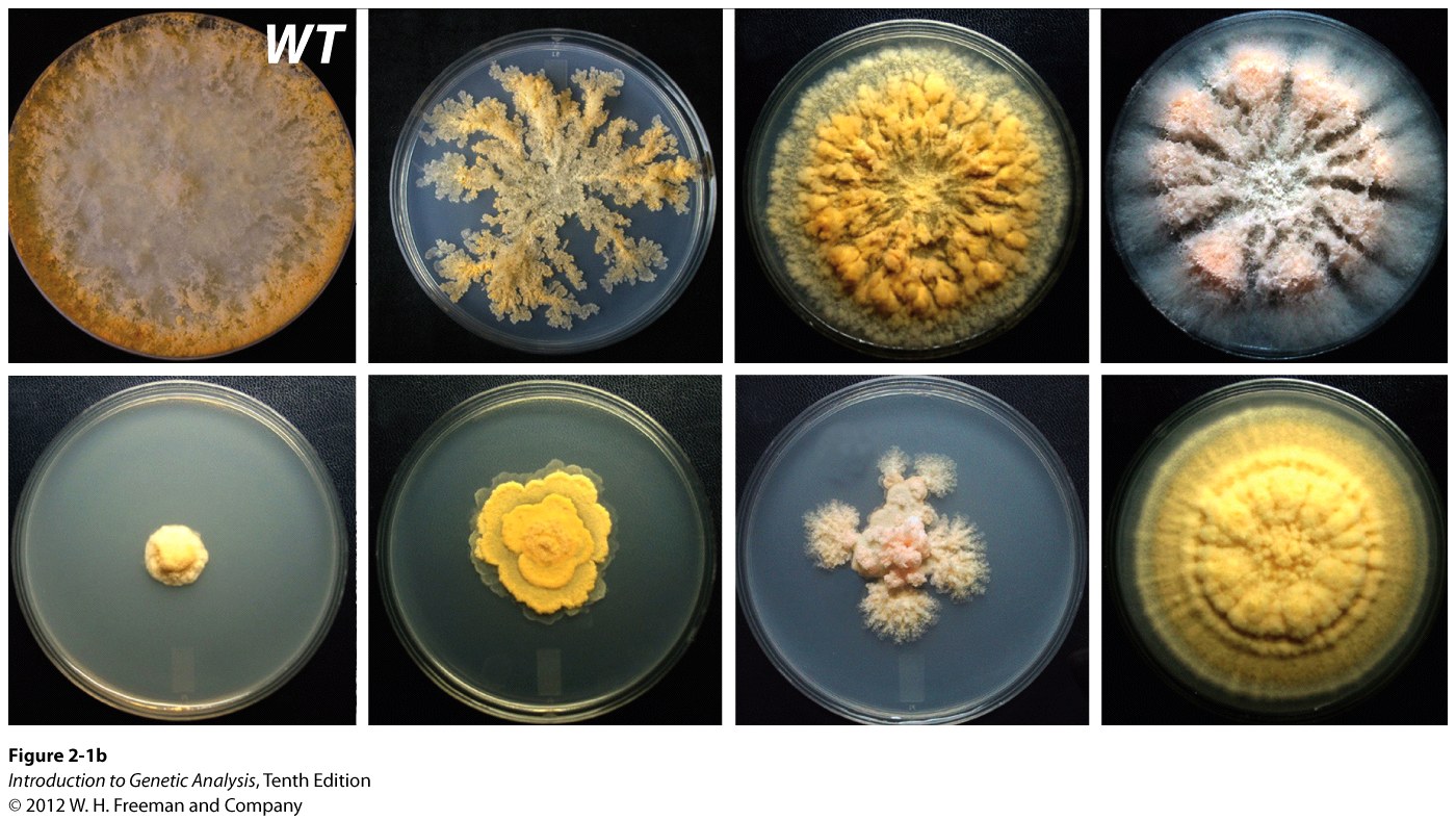 Genetic analysis begins with mutants 2