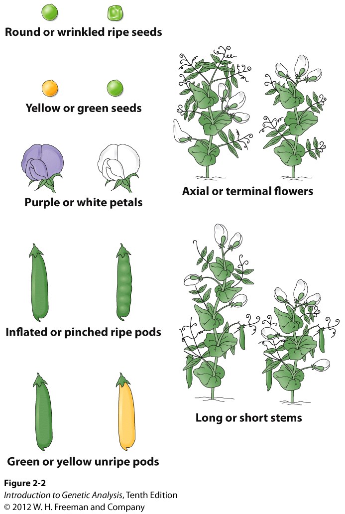 The seven phenotypic pairs studied by Mendel