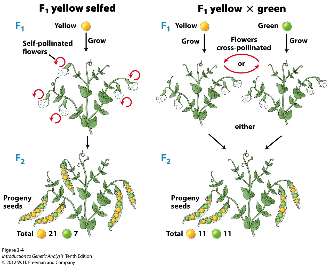 MendelÃƒÂ¢Ã¢â€šÂ¬Ã¢â€žÂ¢s crosses resulted in specific phenotypic ratios