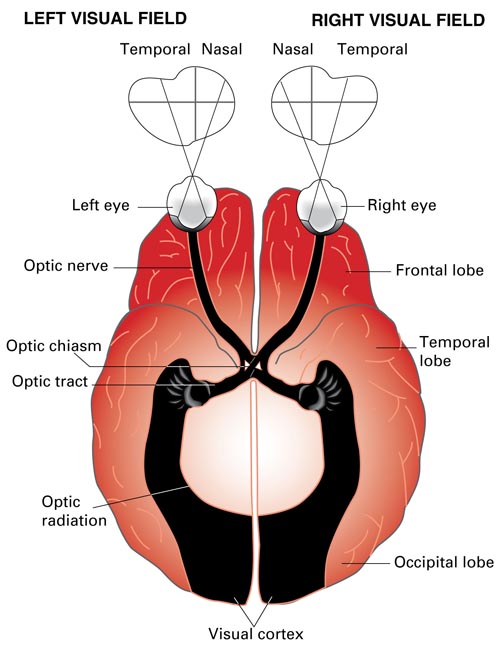 Visual Pathway