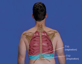 Lungs: RUL = Right Upper Lobe, RML = Right Middle Lobe, RLL = Right Lower Lobe, LUL = Left Upper Lob