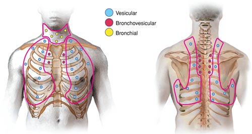 Location of Breath Sounds, Anterior Thorax, Posterior Thorax