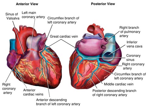 The Coronary Arteries and Major Veins of the Heart (Anterior and Inferior Views)