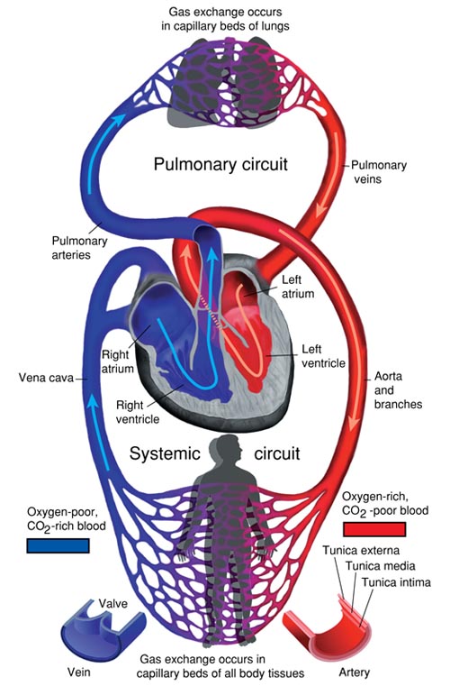 The Systemic and Pulmonary Circuits