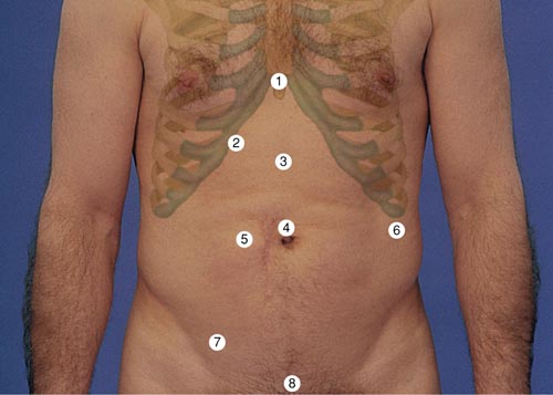 Abdominal Assessment Landmarks. When describing pathology of the abdomen, it is useful to use theses