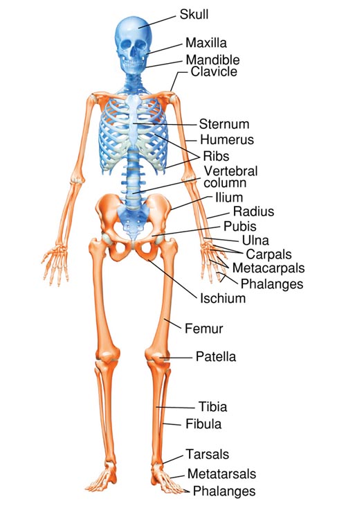 Adult Skeleton: Anterior View