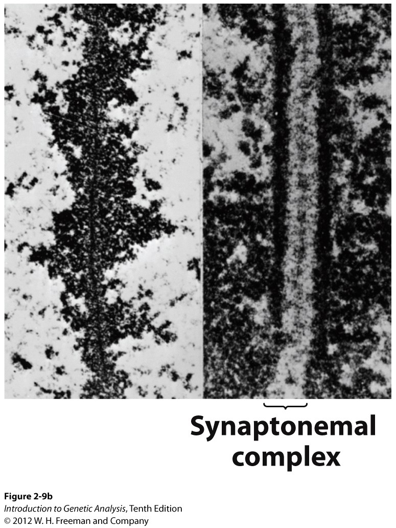 Synaptonemal complexes at meiosis