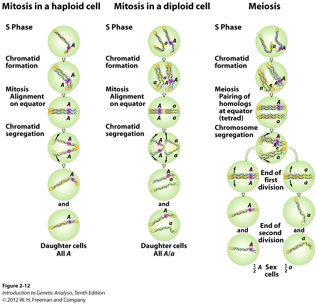 Nuclear division at the DNA level