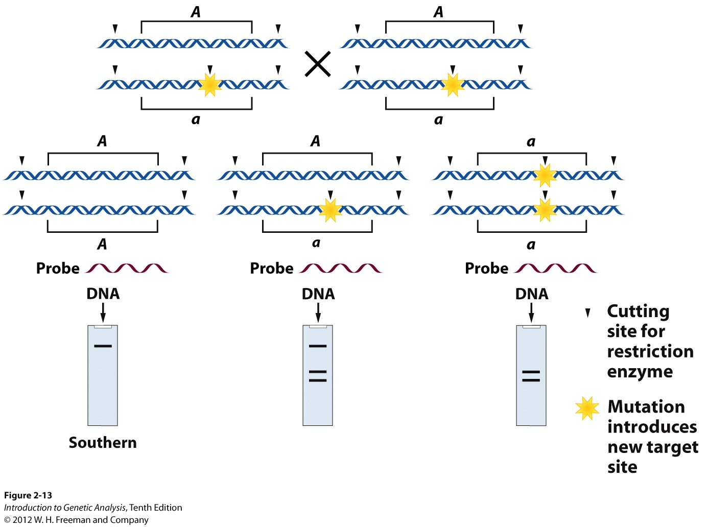 Single-gene inheritance tracked at the DNA level