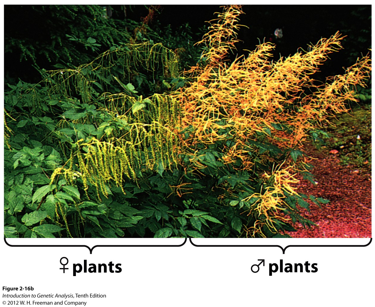 Male and female plants