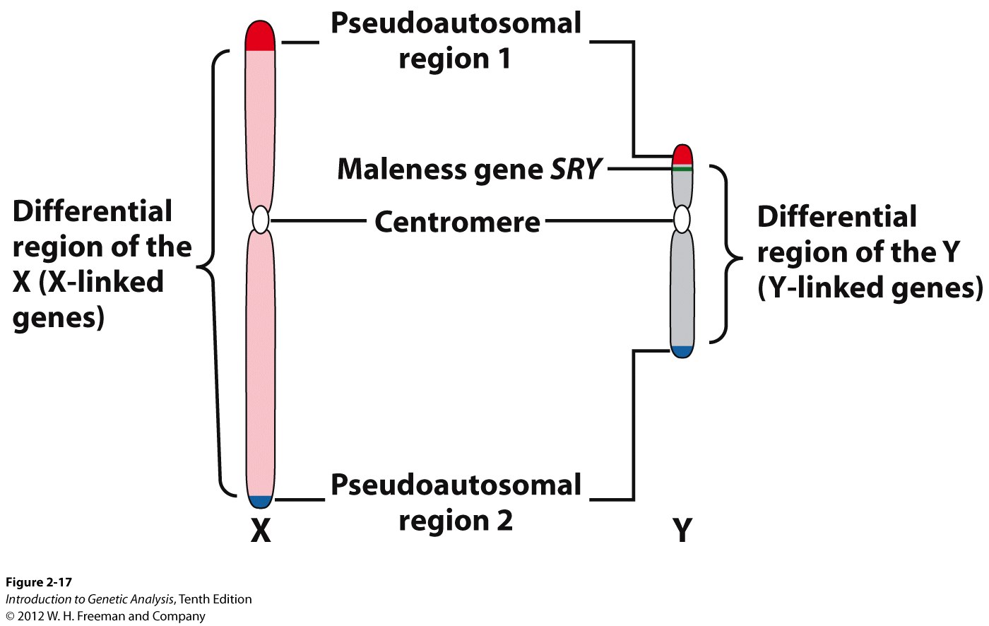 Human sex chromosomes