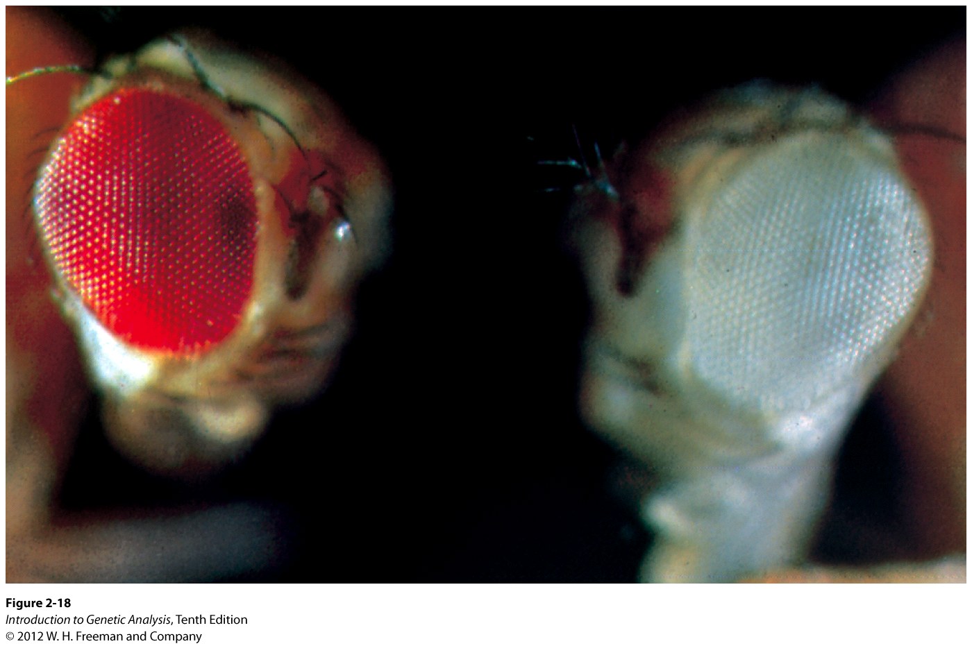 Red-eyed and white-eyed Drosophila