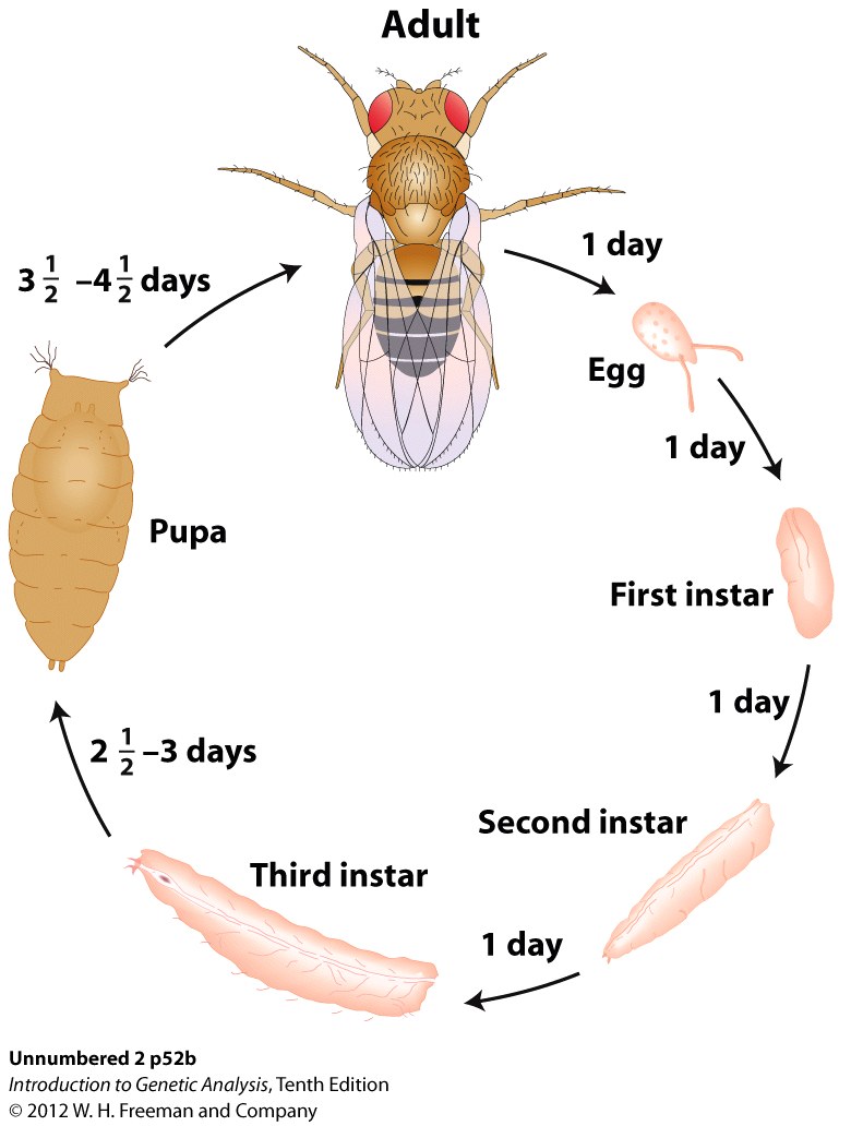 Model Organism Drosophila