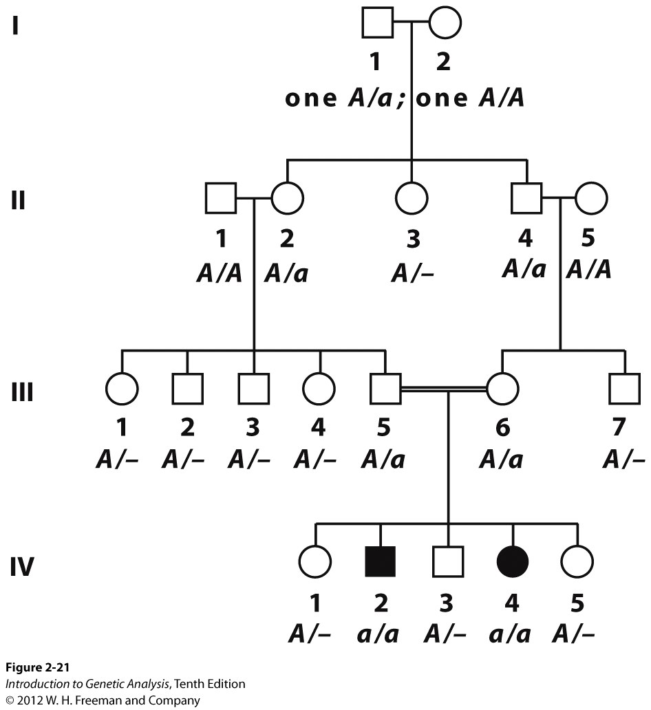 Homozygous recessives from inbreeding