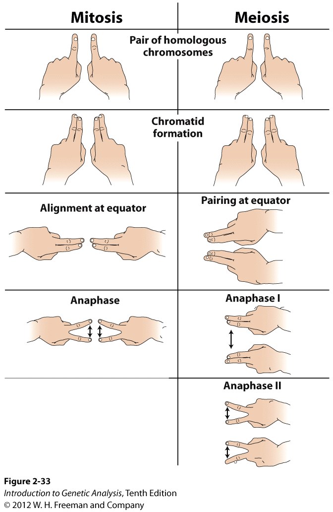 The main events of mitosis and meiosis