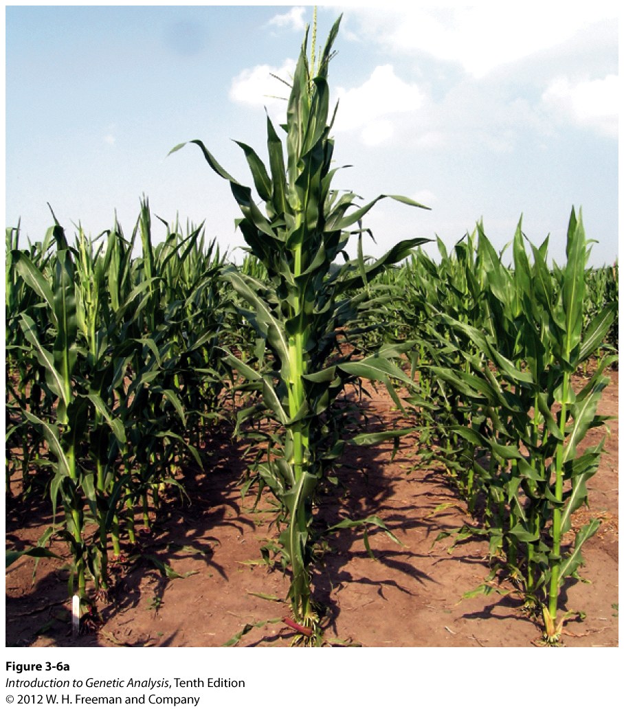 Hybrid vigor in corn