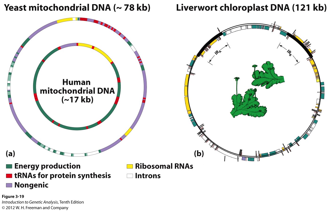 Organelle genomes