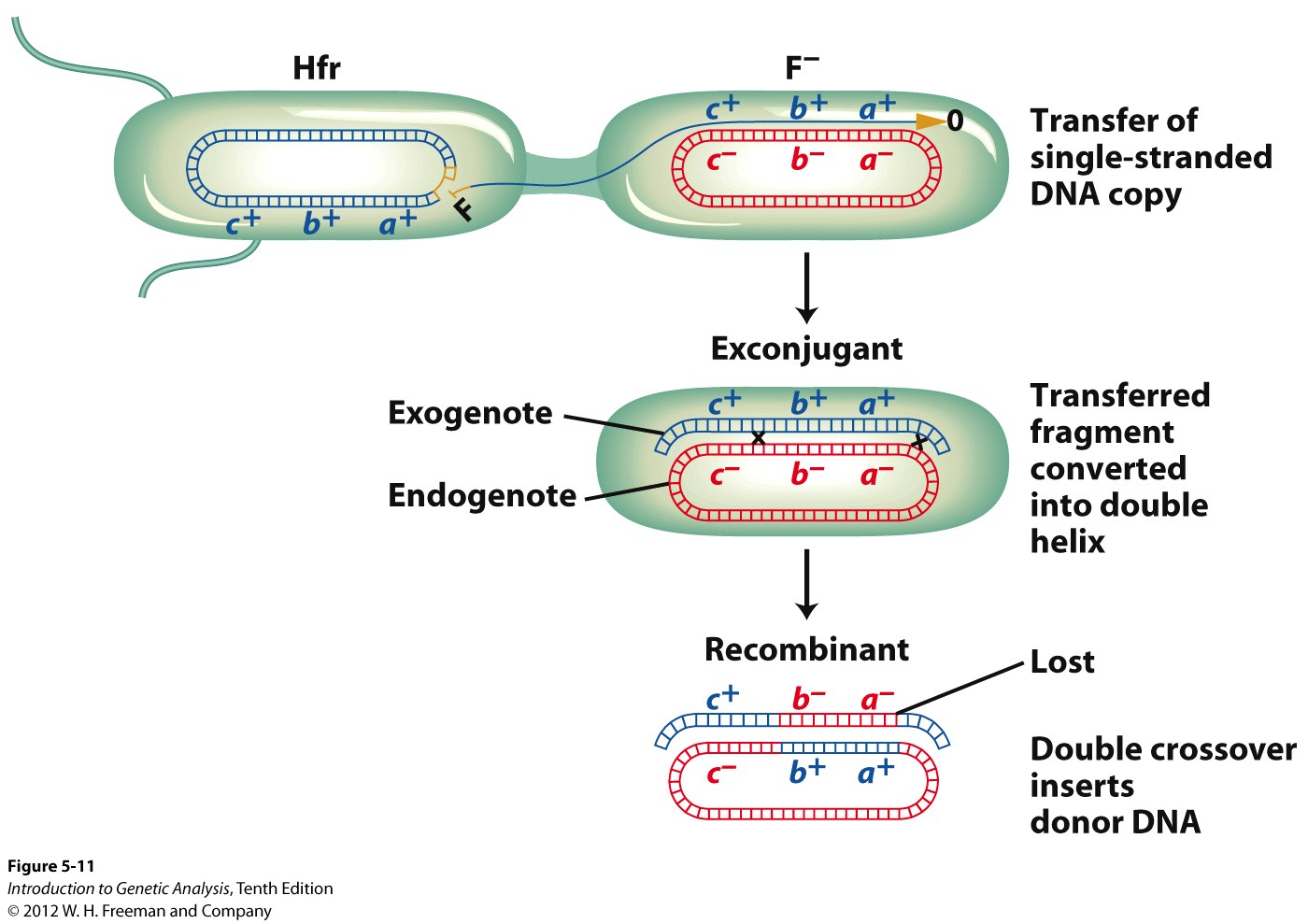 Crossovers integrate parts of the transferred donor fragment