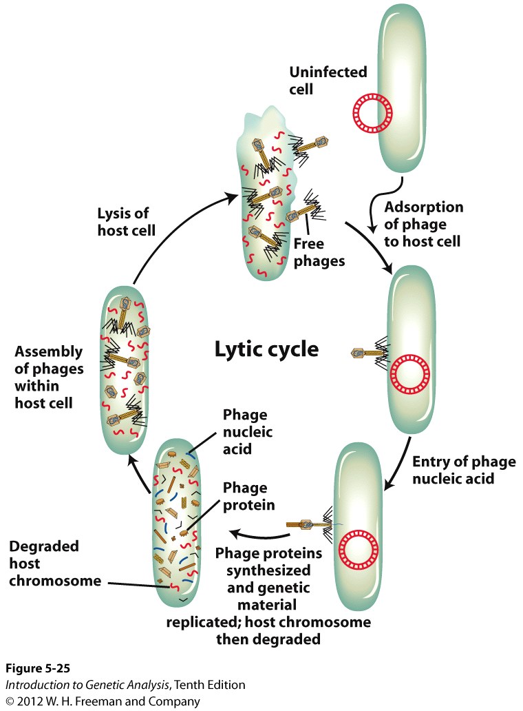 Cycle of phage that lyses the host cells