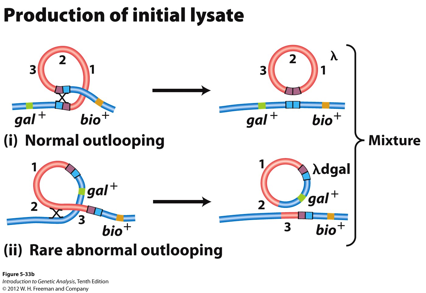 Faulty outlooping produces lambda phage containing bacterial DNA